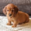 Prince, an ACA Mini Dachshund Puppy for sale