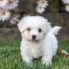 Rosa - AKC Maltese puppy standing
