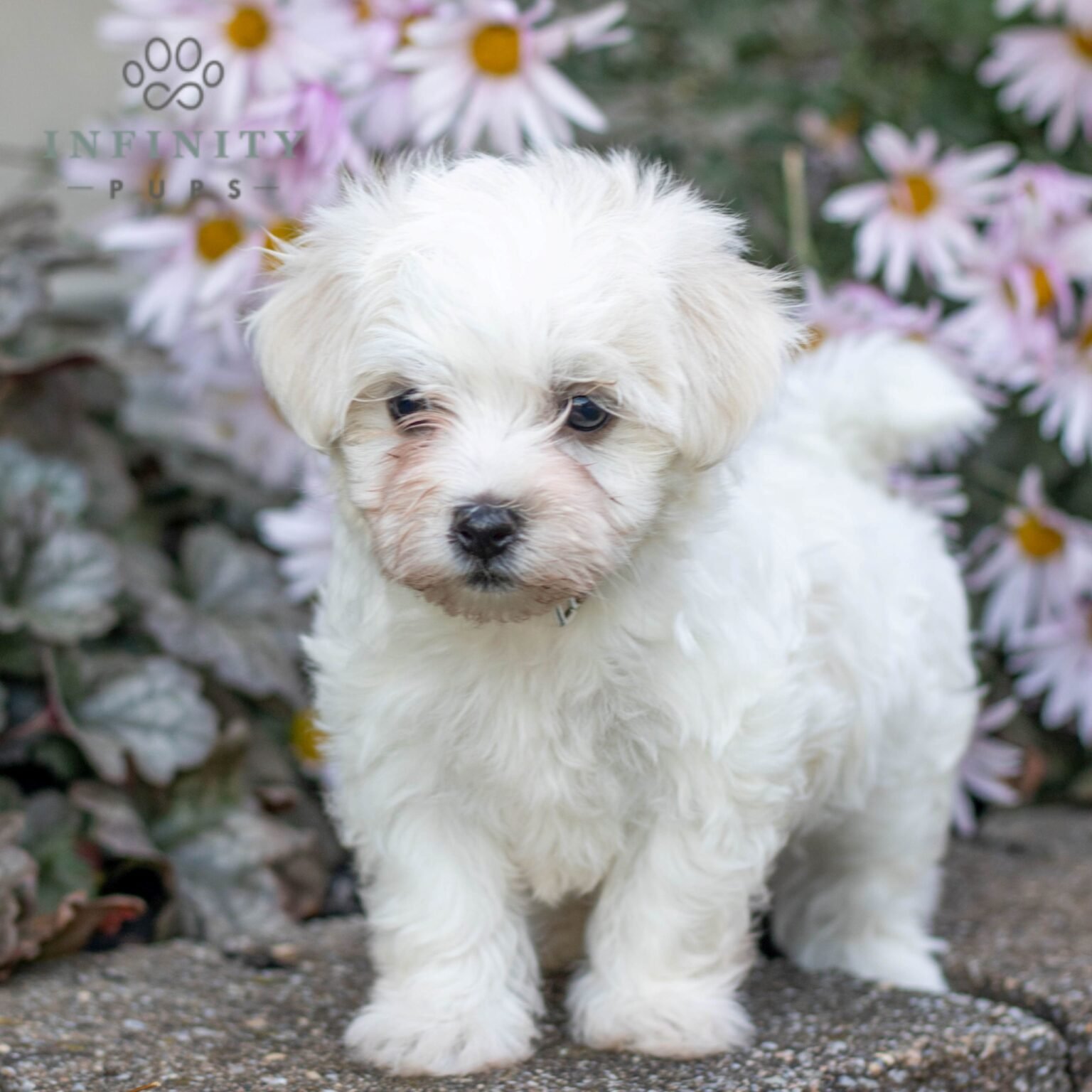 Rosa - AKC Maltese puppy for sale