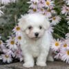 Rosa - AKC Maltese puppy
