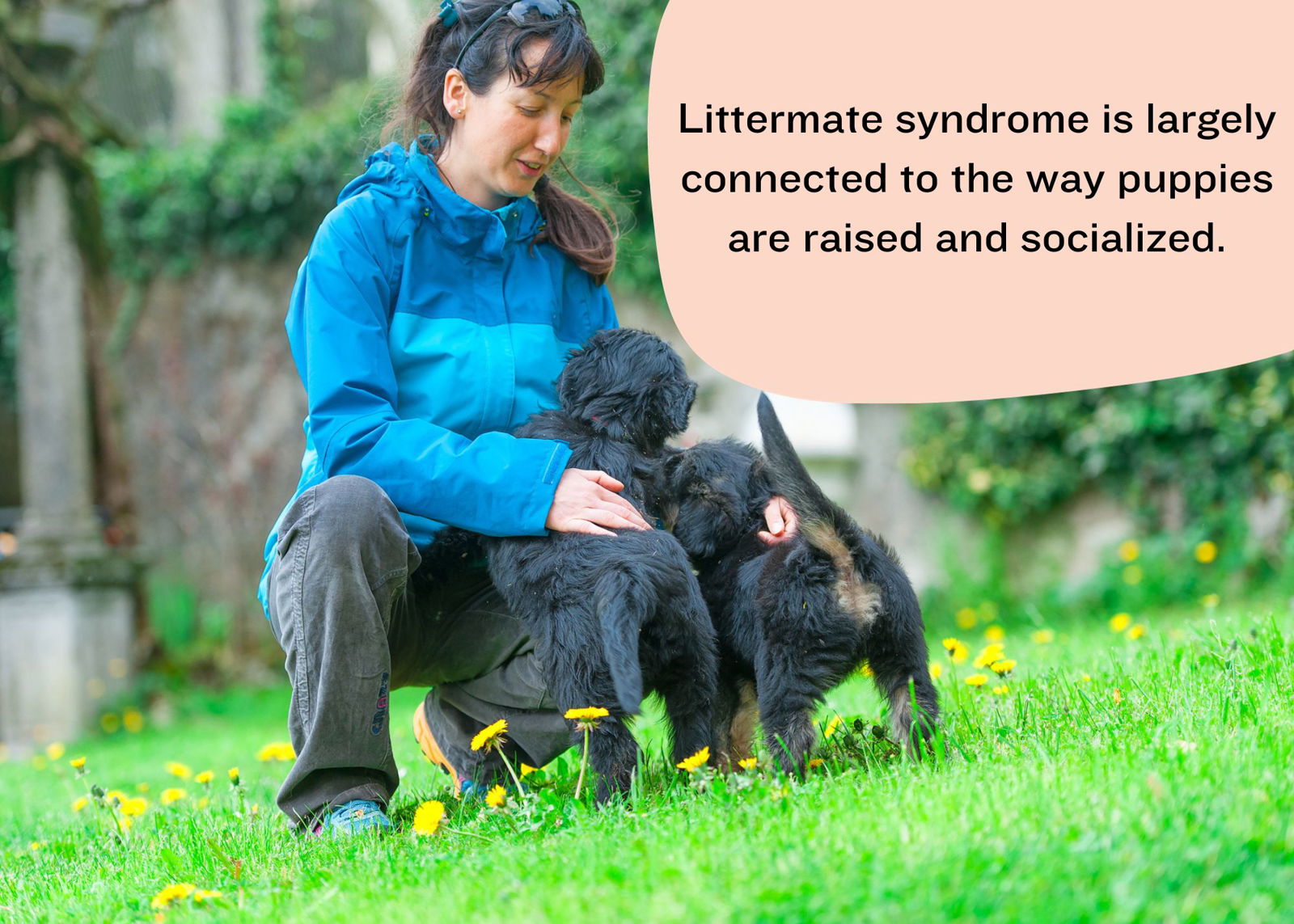 littermate syndrome is connected to the way puppies are raised and socialized