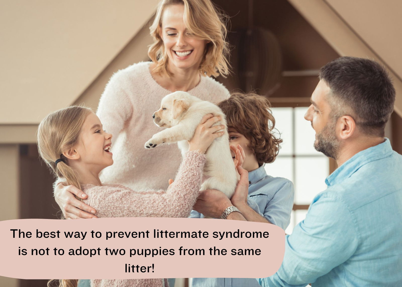 Prevent littermate syndrome by not adopting two puppies from the same litter