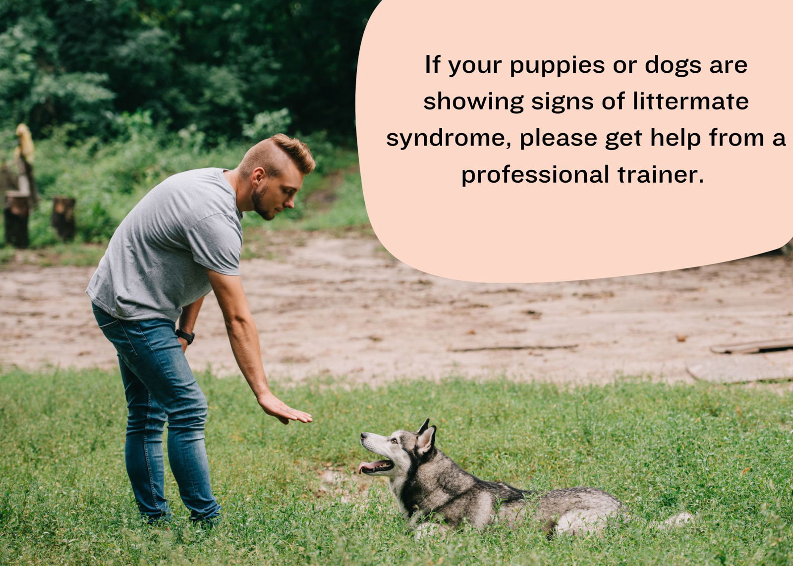 Get help from a professional trainer if your dog is suffering from littermate syndrome
