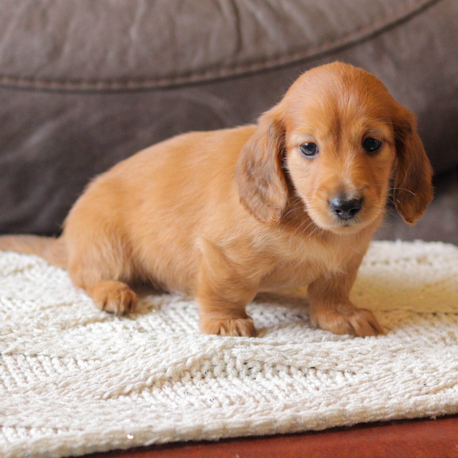 Tucker, Mini Dachshund Puppy