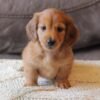 Tucker, an ACA Mini Dachshund Puppy for sale