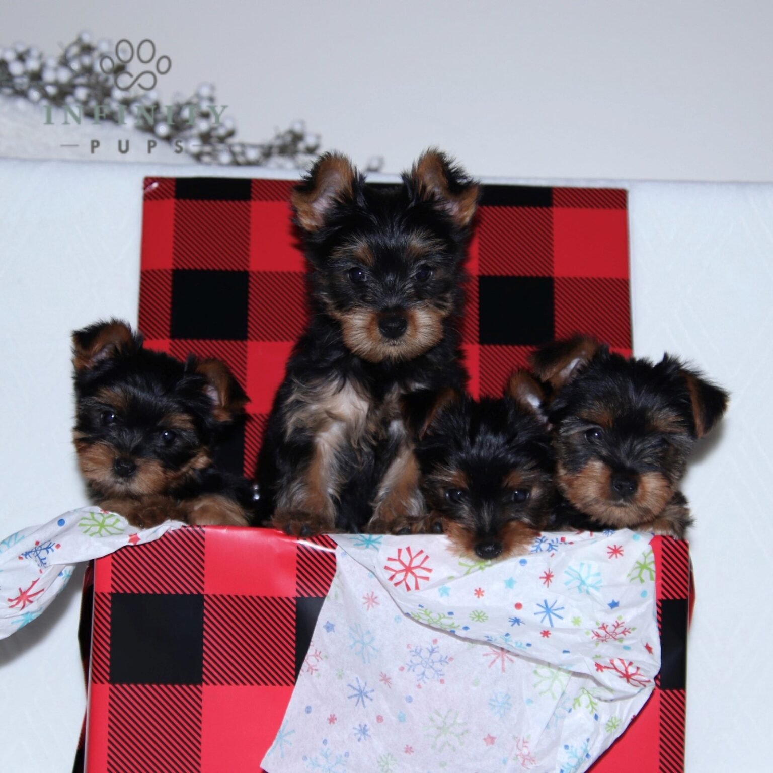 Group of Yorkshire Terriers, Christmas Puppies