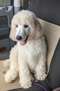 Buddy – f1's father, a White Standard Poodle