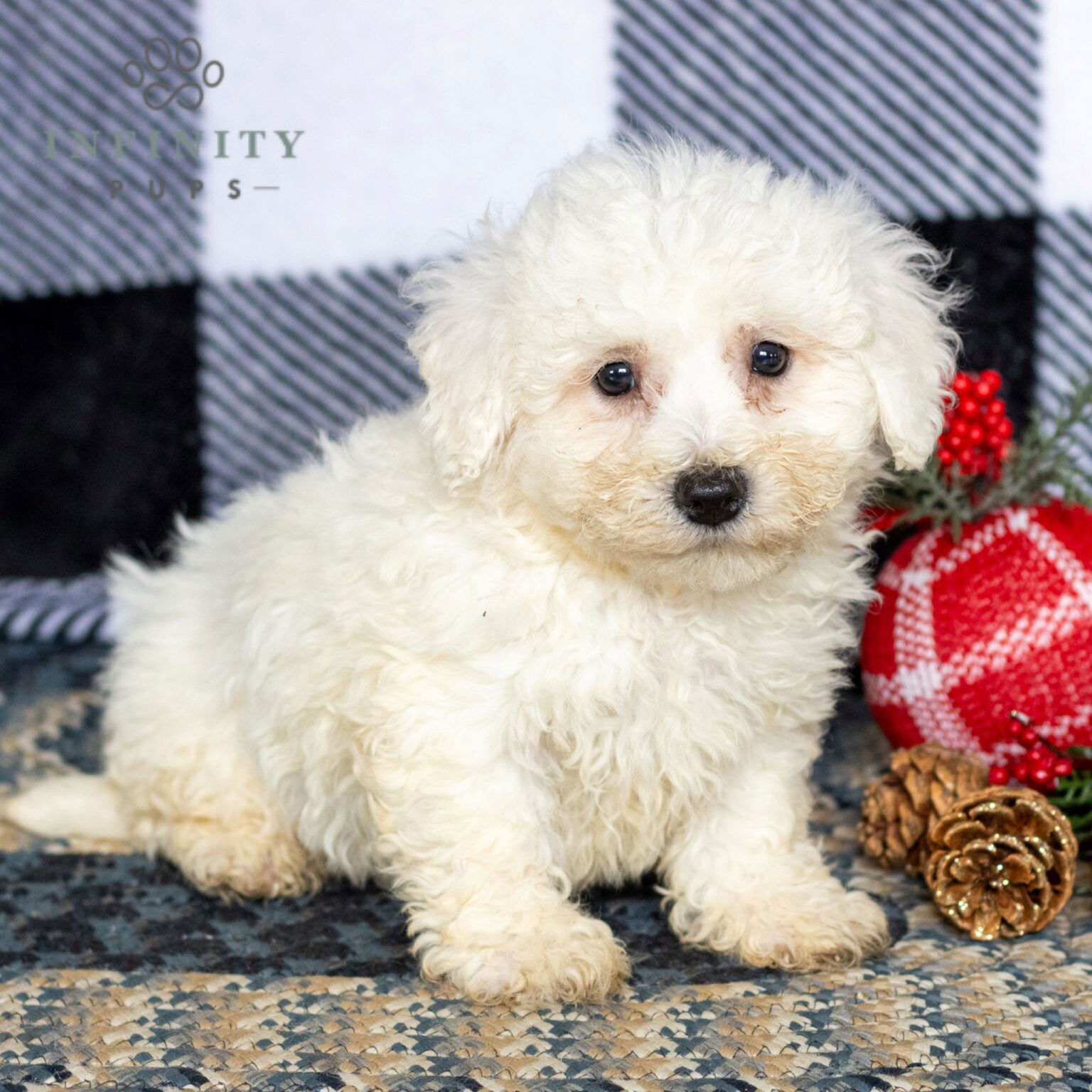 Bichon Frise Puppies For Sale • Adopt Your Puppy Today • Infinity Pups