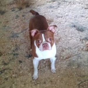 Tootsie Roll – mix's father, a Boston Terrier
