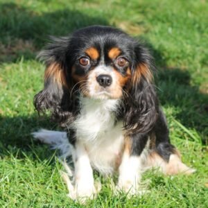 Yale – AKC's mother, a Cavalier King Charles Spaniel