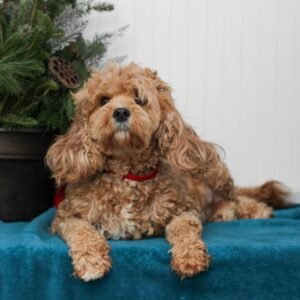 Cole – f1b's mother, a Cavapoo