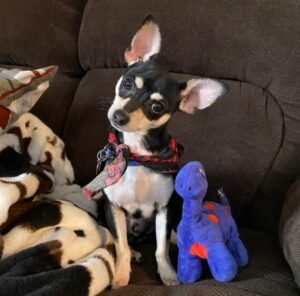 Dakota's father, a Chihuahua