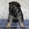 Everest - Shepsky puppy sitting