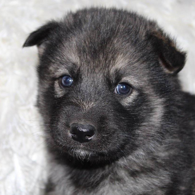 Everest - Shepsky puppy