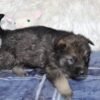 Everest - Shepsky puppy for sale