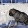 Everest - Shepsky puppy for sale with lamb