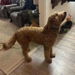 Ruby – mix's father, a Goldendoodle