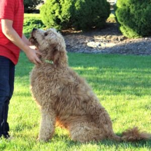 Travis – F1b's mother, a Goldendoodle