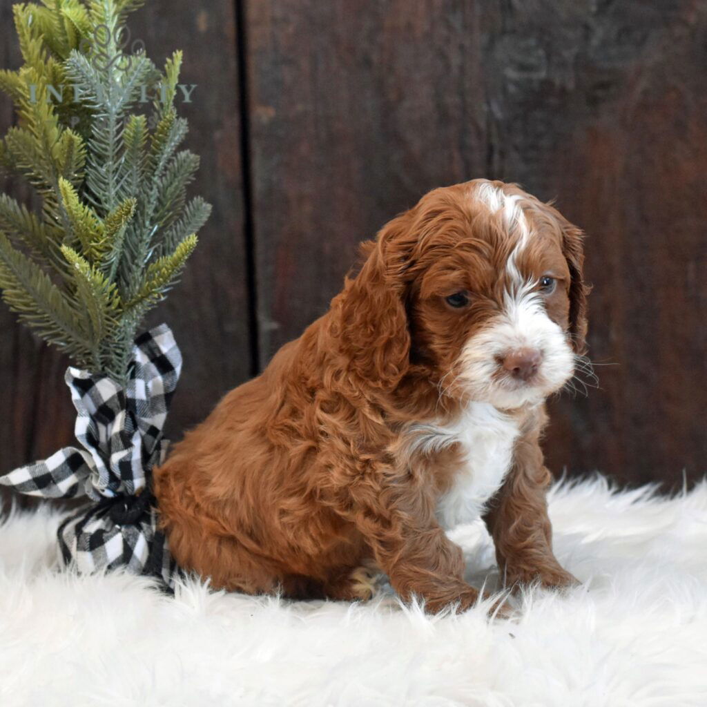 Cockapoo Puppies For Sale • Adopt Your Puppy Today • Infinity Pups