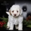 Standing Mini Goldendoodle with black background