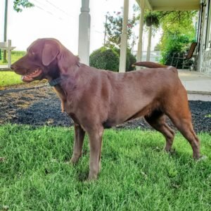 Shadow – ACA's mother, a Chocolate Labrador Retriever