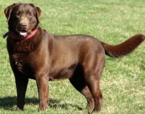 Shadow – ACA's father, a Chocolate Labrador Retriever