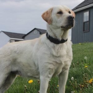 Daisy – AKC's mother, a Yellow Labrador Retriever