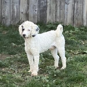 Toby's father, a Mini Poodle