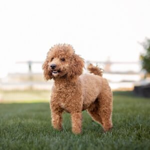 Ozzy – F1b's father, a Poodle