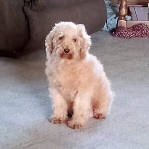 Chocolate – F1's mother, a Mini Poodle