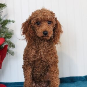 Precious's mother, a Toy Poodle