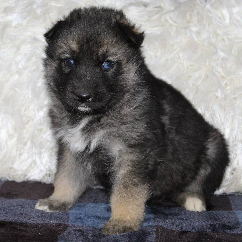 Rhys - Shepsky puppy for sale