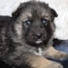 Rhys - Shepsky puppy blue eyes