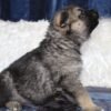 Rhys - Shepsky puppy for sale looking up