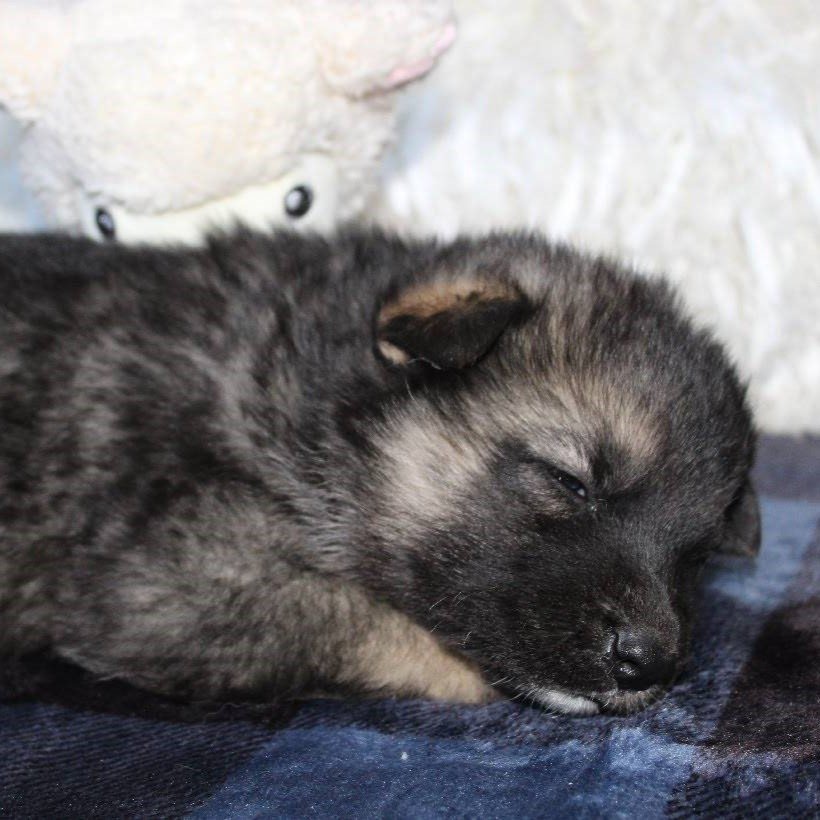 Rhys - Shepsky puppy eyes closed