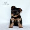 Yorkshire Terrier Christmas Puppy