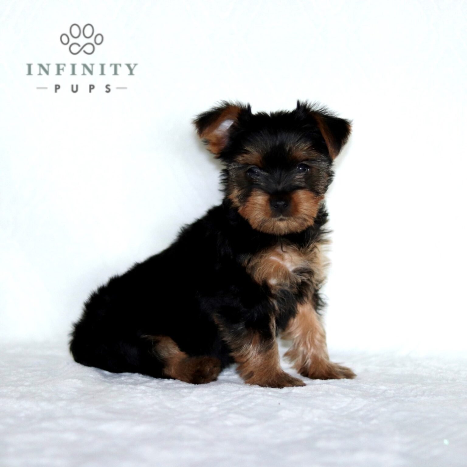 Christmas Yorkshire Terrier For Sale