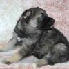 Shasta - Shepsky puppy for sale