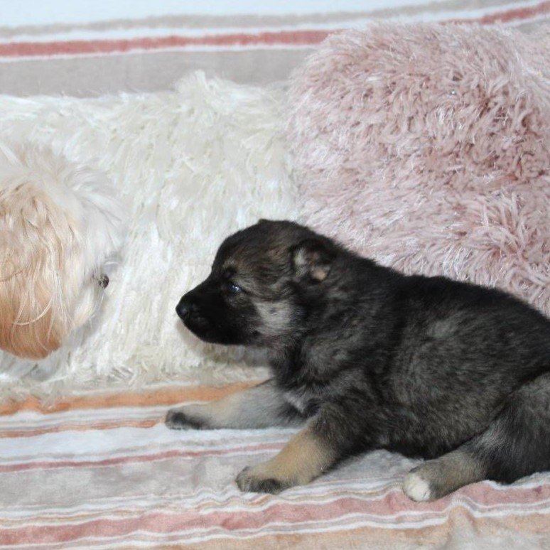 Shasta - Shepsky puppy with other dog