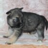 Shasta - Shepsky puppy standing