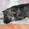 Shasta - Shepsky puppy laying