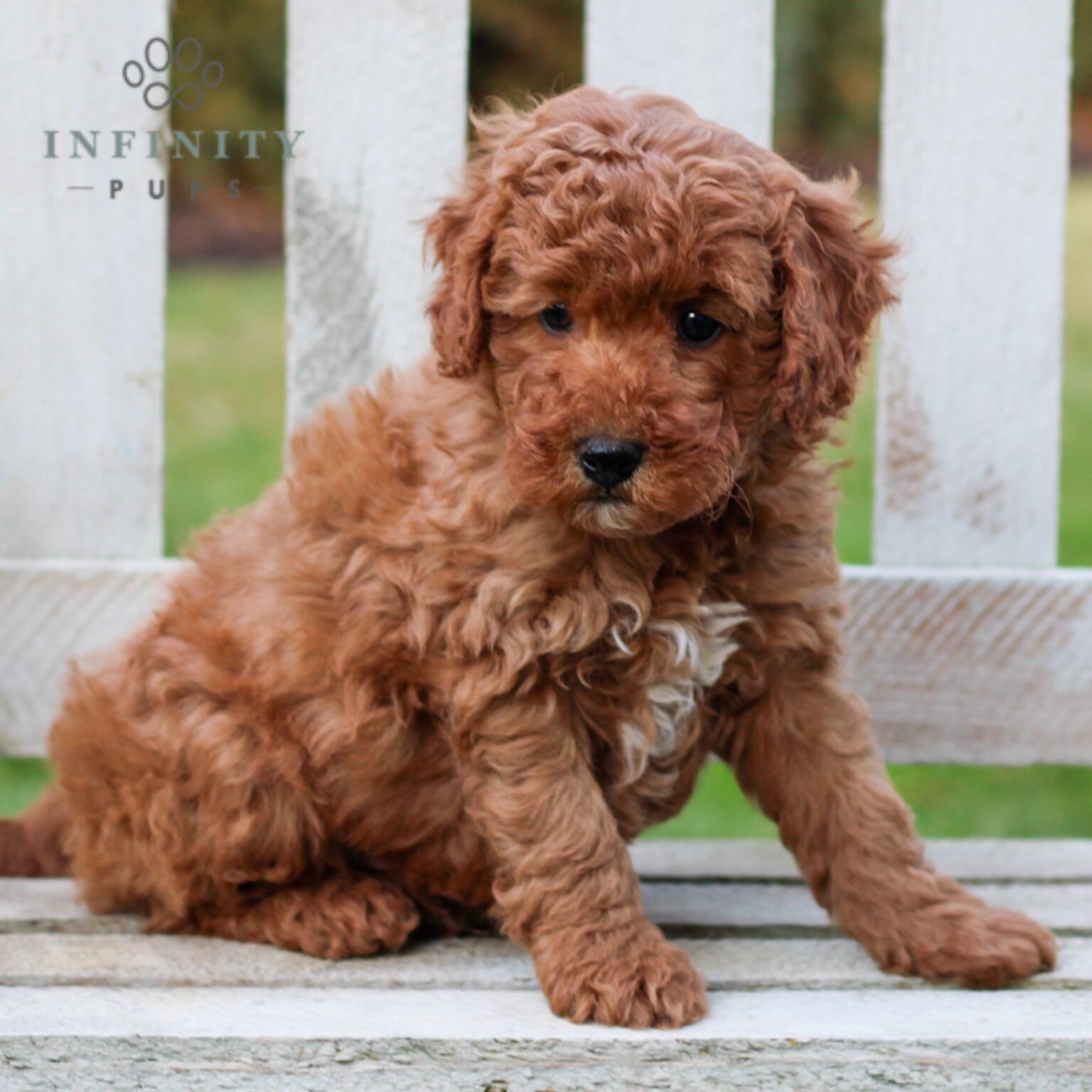 Star - Mini Goldendoodle puppy for sale