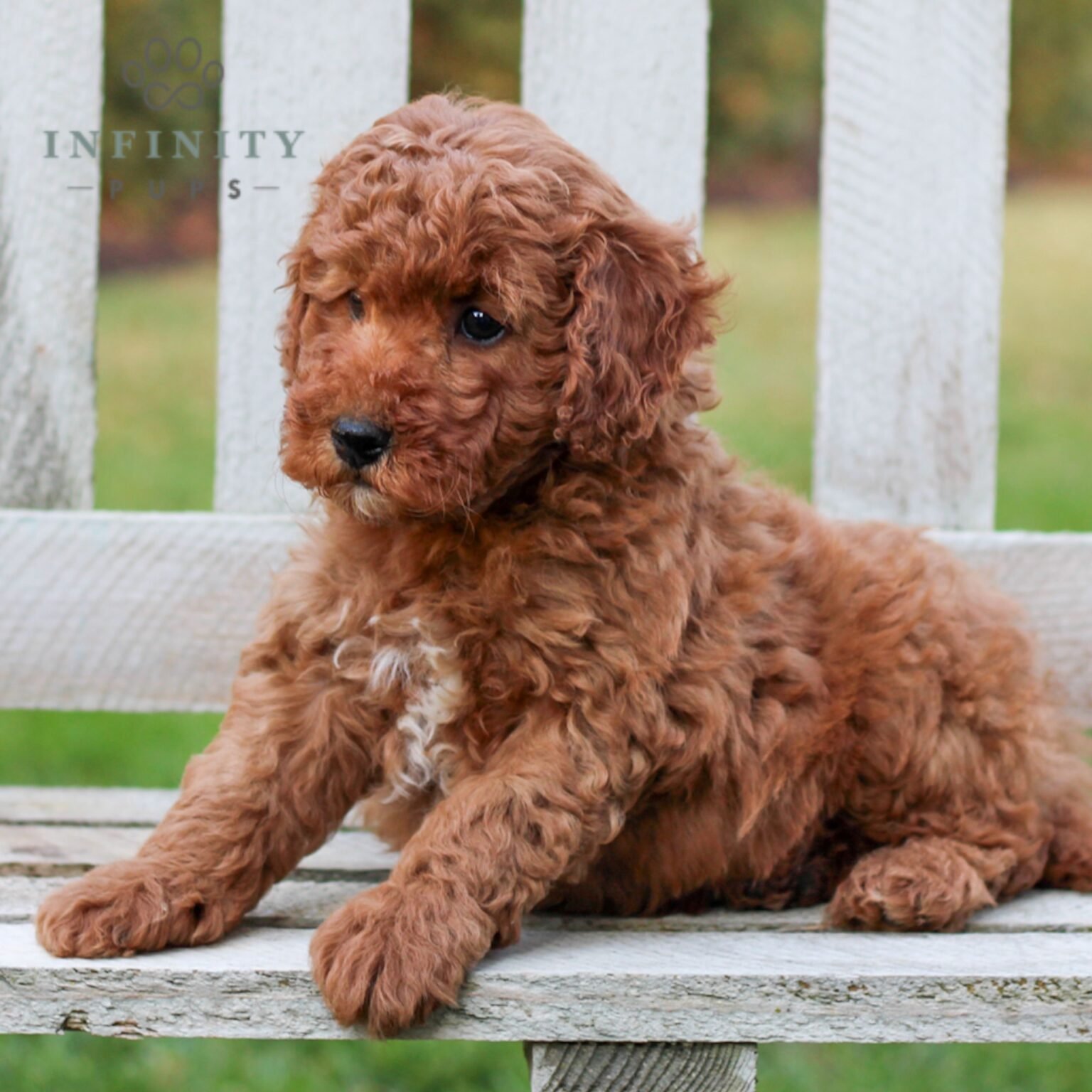 Star - Mini Goldendoodle puppy on bench