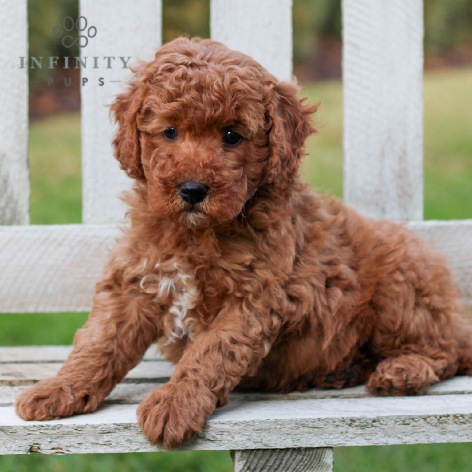 Star - Mini Goldendoodle puppy sitting