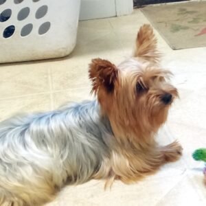Coco – F1's father, a Yorkshire Terrier