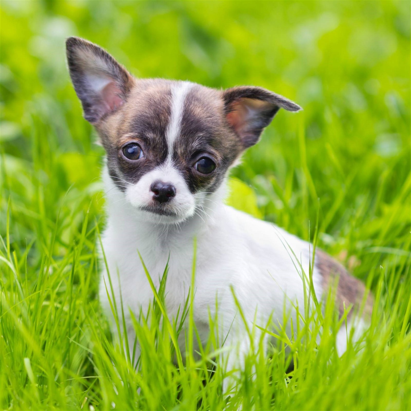 sample photo of Chihuahua puppies for sale