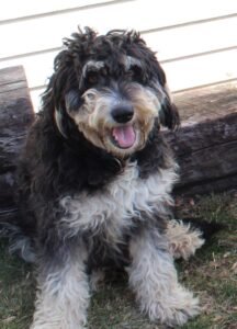 Brownie's mother, a Mini Bernedoodle