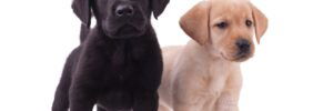 Bringing Home Your First Puppy: Crucial Advice for Beginners 1