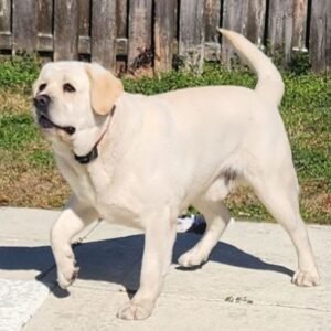 Snuggles – AKC's father, a Yellow Labrador Retriever