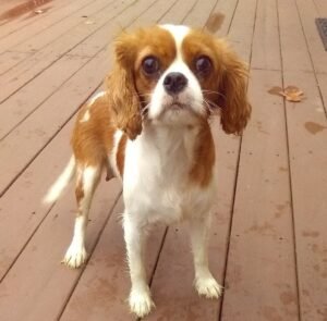 Jonah – f1's mother, a Cavalier King Charles Spaniel